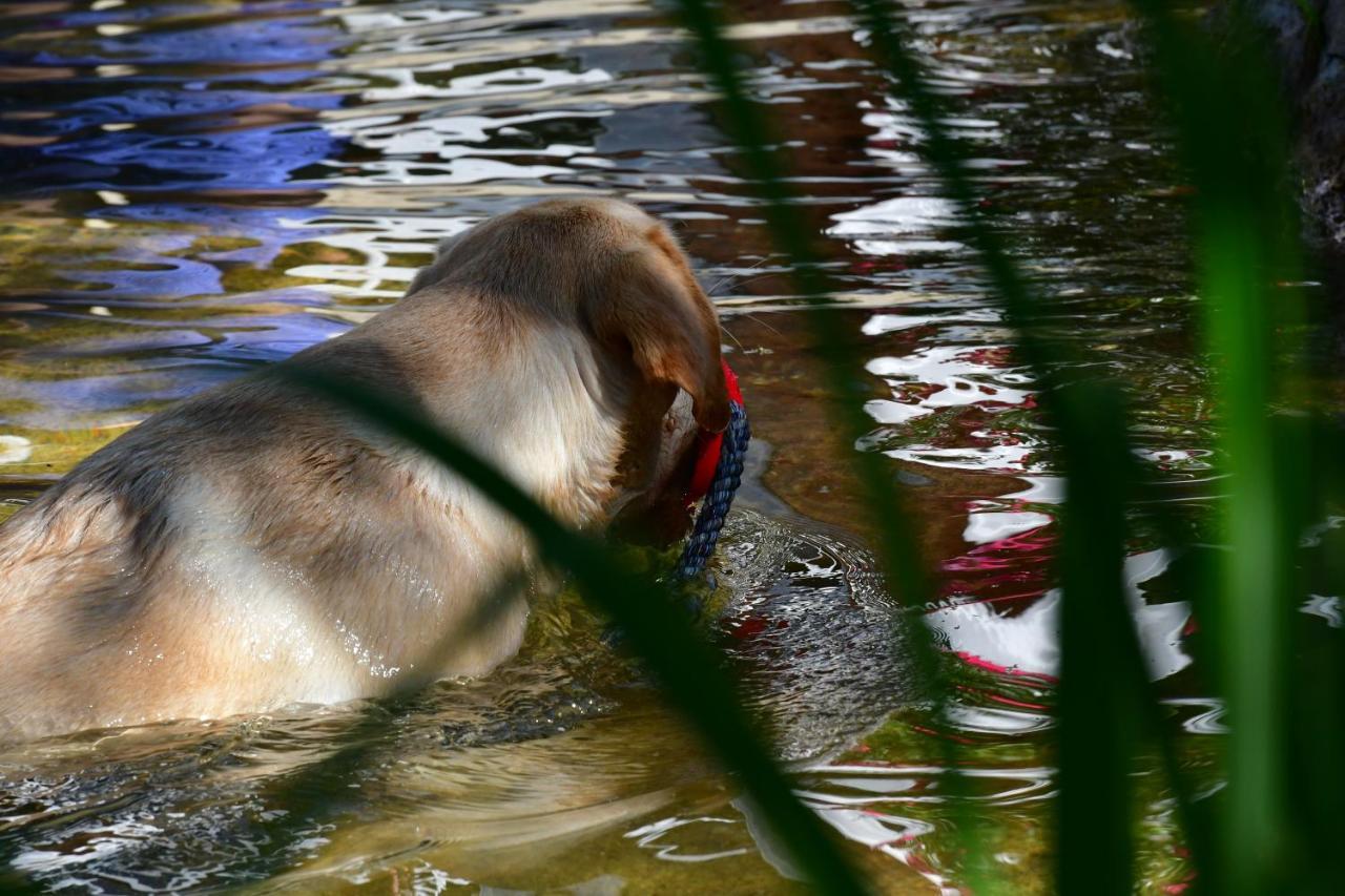 Preitenegg Naturforsthaus Ferienwohnung Fuer Hunde- Und Tierverbundene Menschen מראה חיצוני תמונה