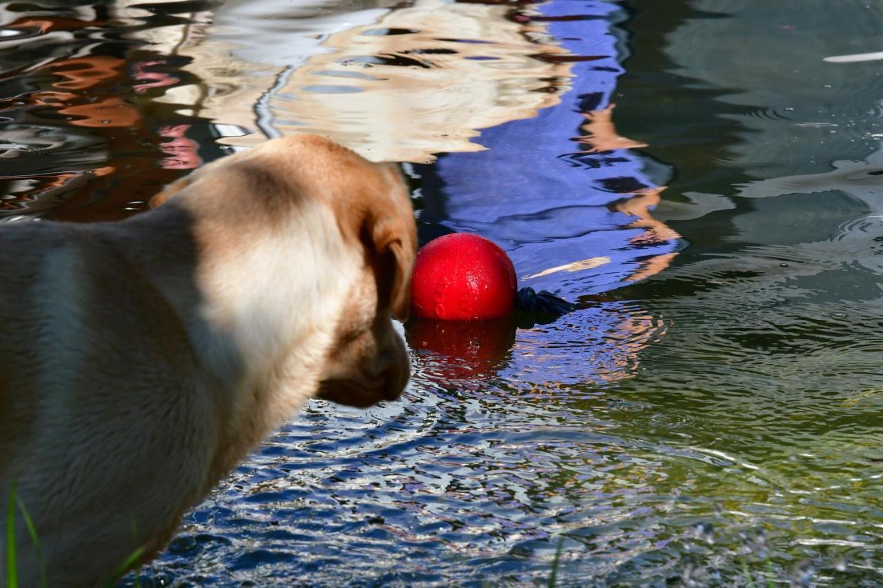 Preitenegg Naturforsthaus Ferienwohnung Fuer Hunde- Und Tierverbundene Menschen מראה חיצוני תמונה